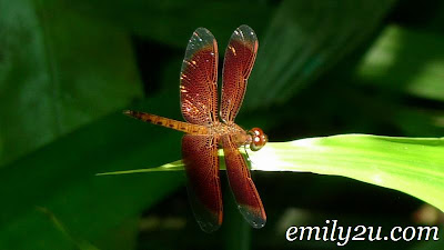 beautiful dragonfly