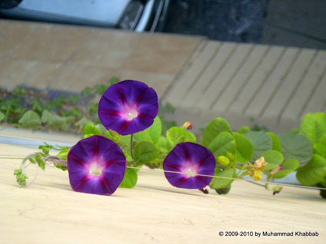 ipomoea tricolor heavenly blue