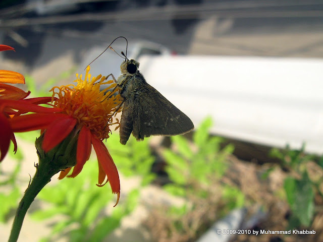 senecio confusus mexican flame vine drunk man vine