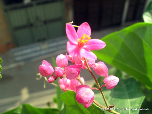 coral vine antigonon leptopus