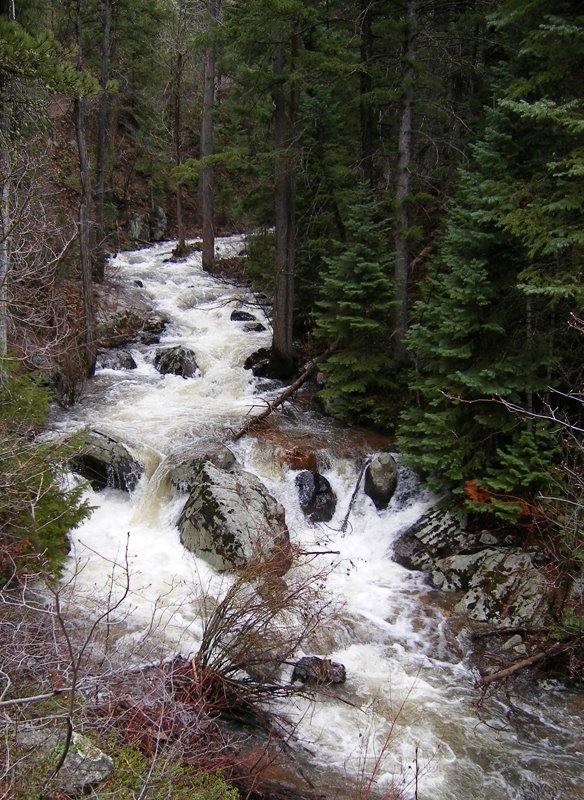 [7+Evergreens+and+white+water.jpg]