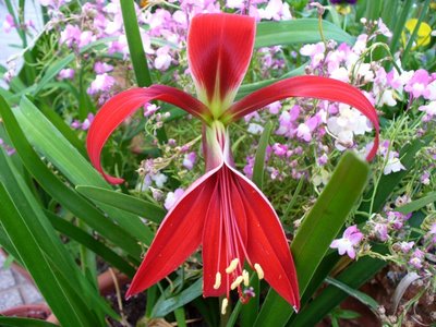 [flor+de+lis]