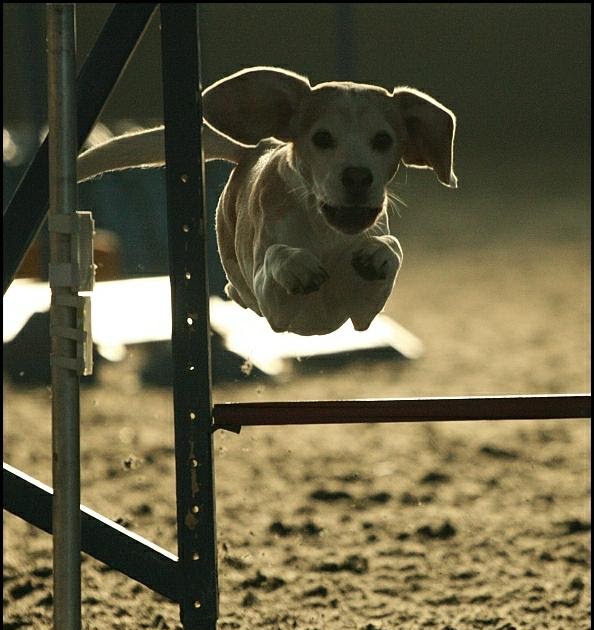 Agility Beagle Xsara Beagle Agility Championship