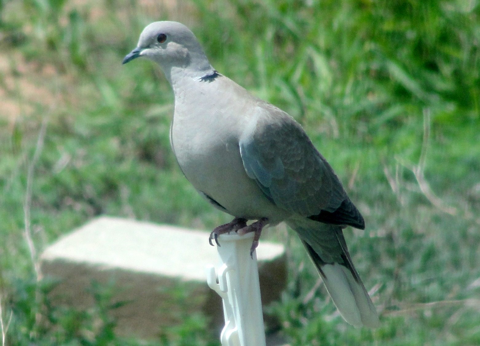 Janie and Steve, Utah Trails Love the Dove
