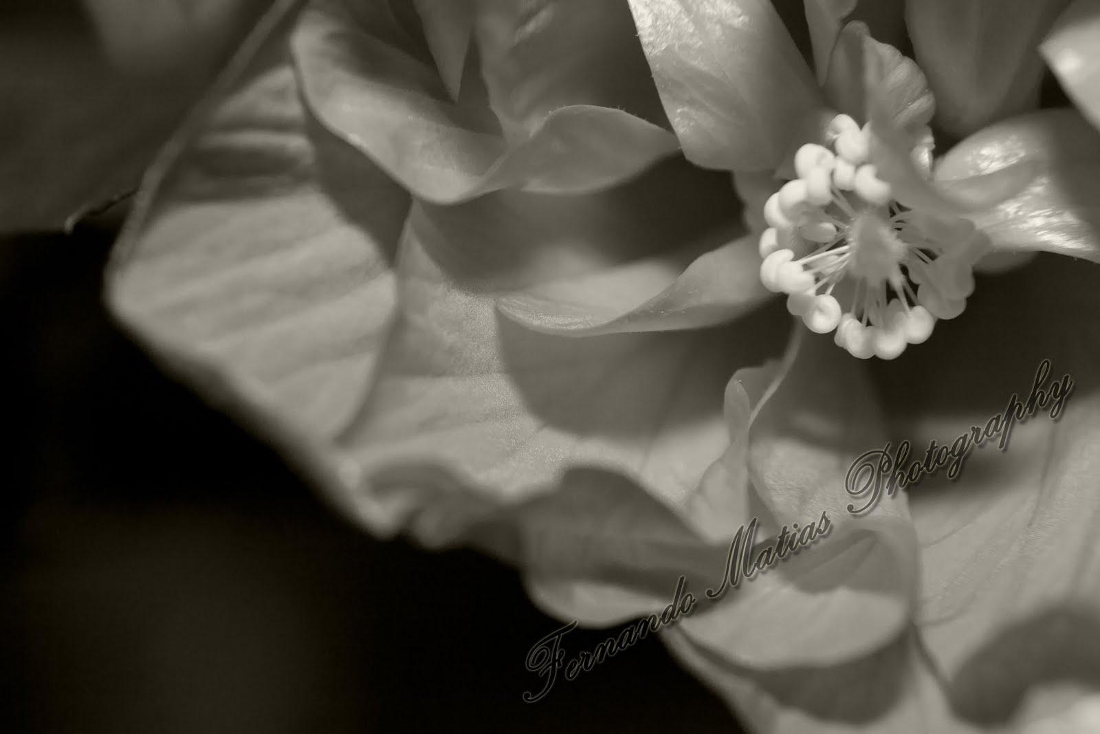 Black And White Flower Photography