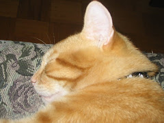 My Sweet Cat