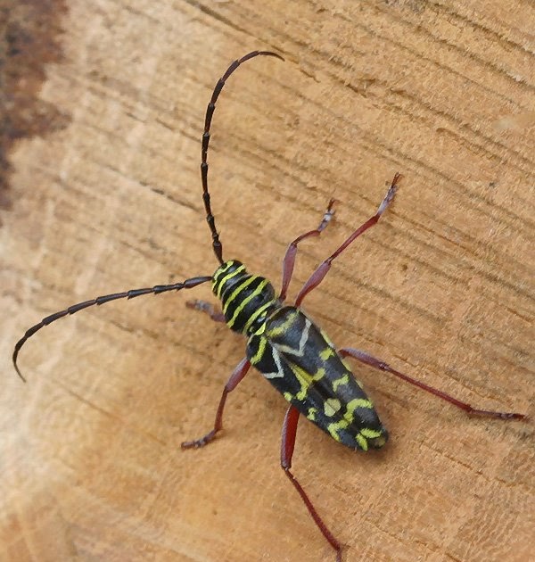 Bug Eric Firewood Insects.