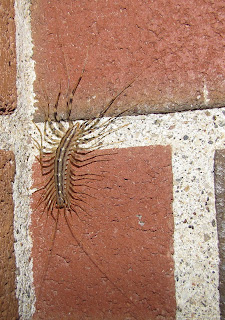 Image result for house centipede