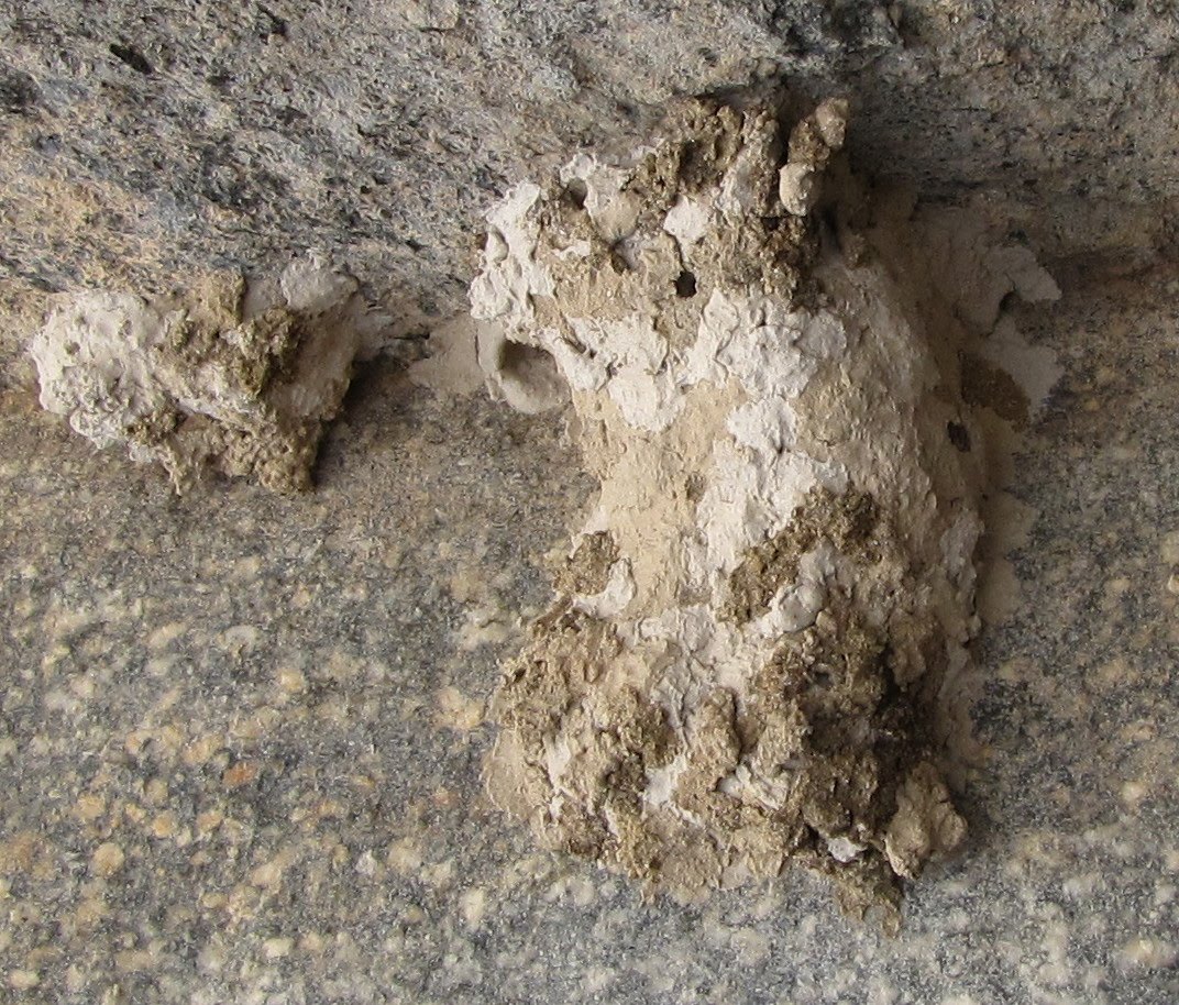 Bug Eric Wasp Wednesday Blue Mud Dauber