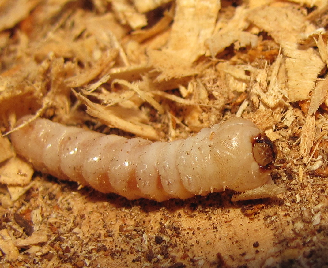 Tree Grubs
