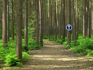 Forest Of Life
