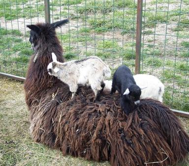 [llama+w.goats.jpg]
