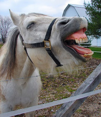 horse+laughing.jpg