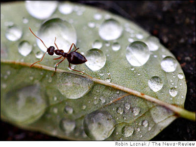 Rain Ant