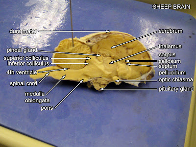 virtual sheep brain dissection