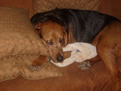 Seamus, a black and tan bloodhound, curled on the couch with a stuff animal craddled under his legs