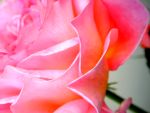 [rose+petals.JPG]