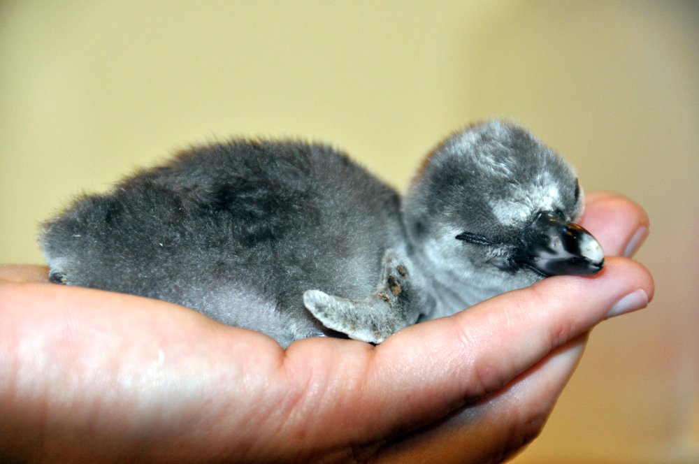 Seaview Wildlife Encounter Handrearing of Penguin chicks