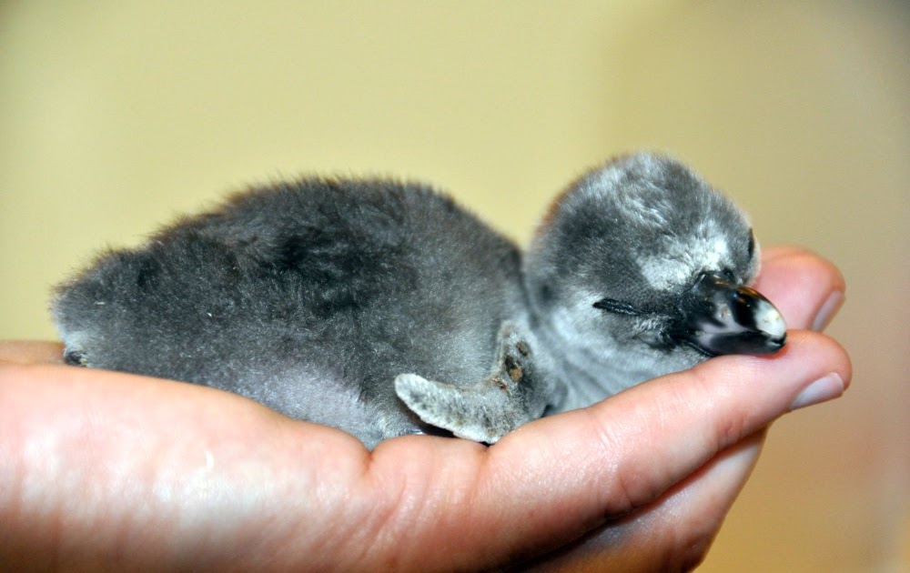 Seaview Wildlife Encounter Handrearing of Penguin chicks
