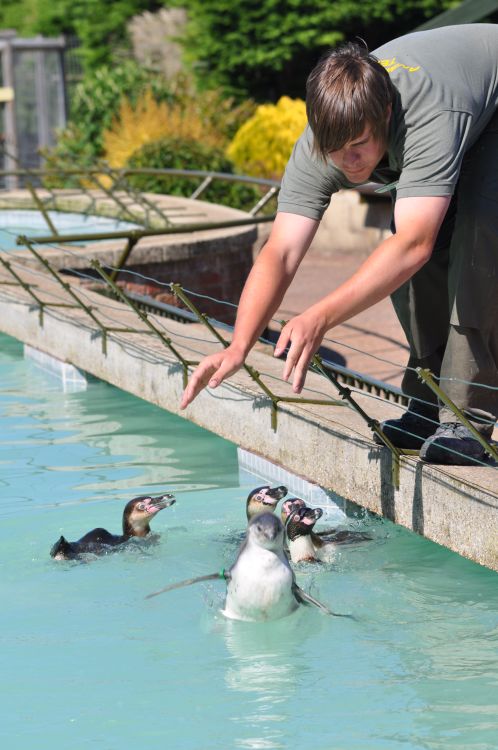 Baby Penguin Swimming