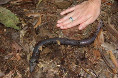 download large earthworm download large earthworm