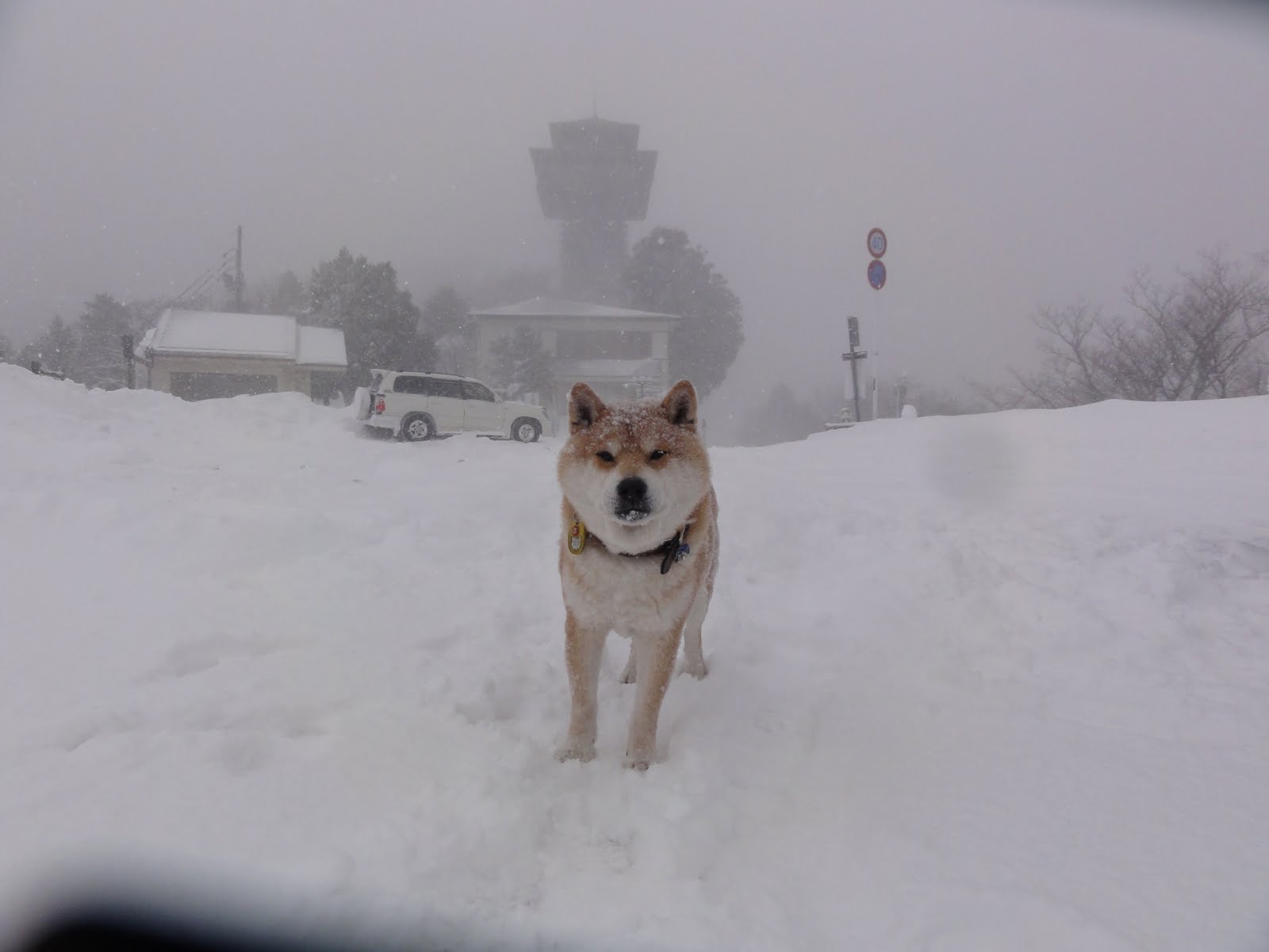 柴犬トトとの日々 雪の護摩壇山