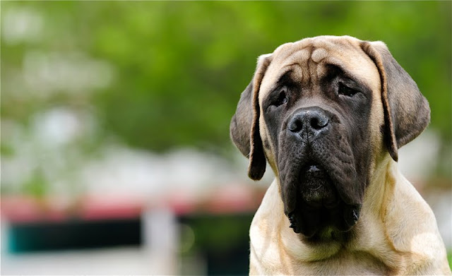 biggest dog mastiff