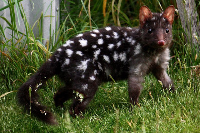 the quoll cute cousin of the tasmanian devil the ark in space