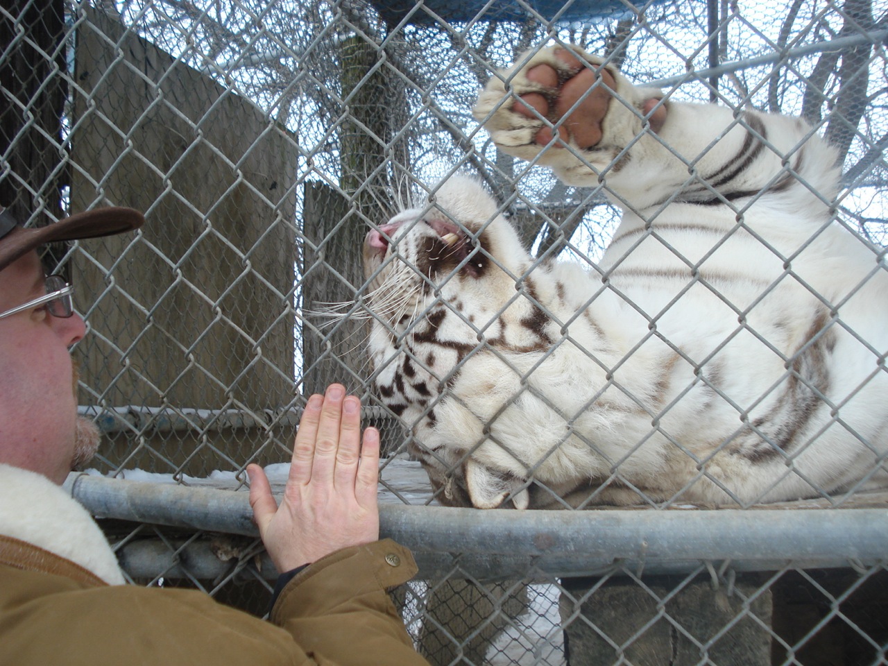 Tiger Play