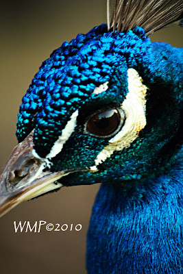 Peacock Face Pictures