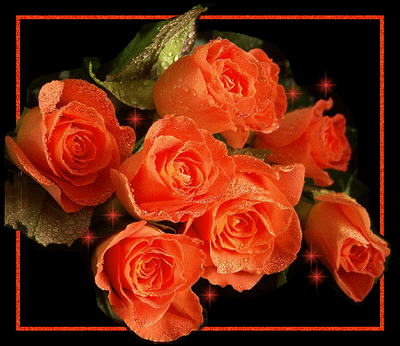 [FLORES%20LARANJADAS%20BRILHO%20DE%20ESTRELAS.png]
