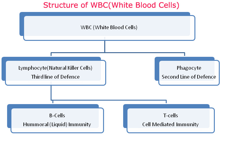 types of wbc