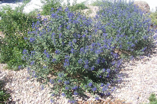 High Altitude Gardening Blue Mist Spirea