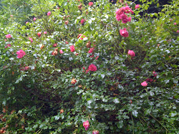 Some Wild Irish Roses