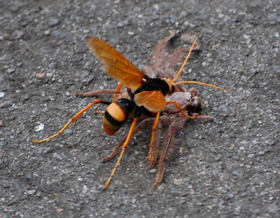 Biggest Wasp Ever