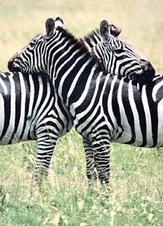 are zebras white with black stripes or vice versa are zebras white with black stripes or vice versa