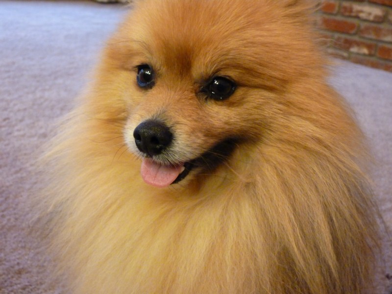 Just a Lucky Dog Mr. Furball