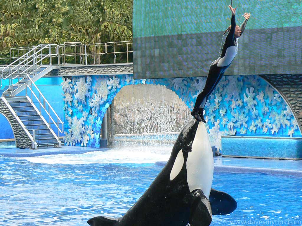 Shamu Images