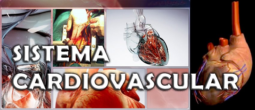 02 B SISTEMA CARDIOVASCULAR