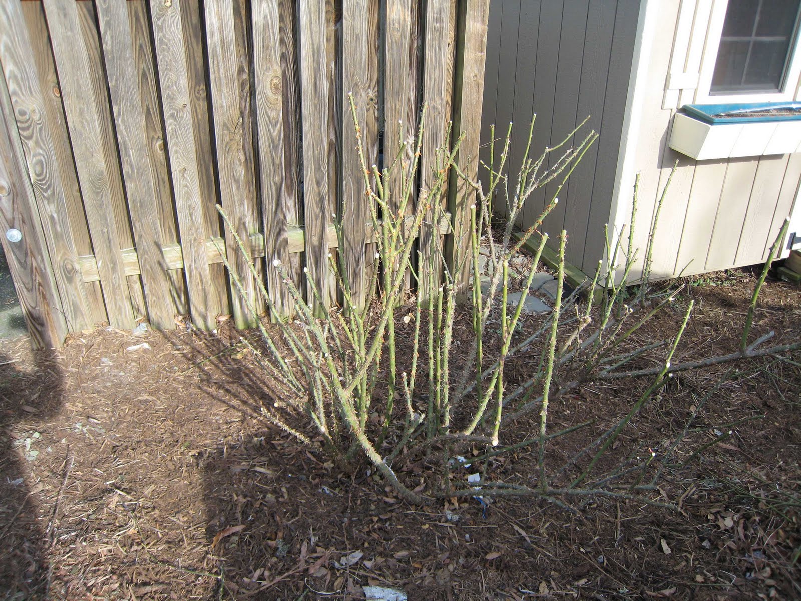 GARDEN NOTES Hard Pruning a Knock Out Rose
