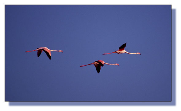 [flamingos.jpg]