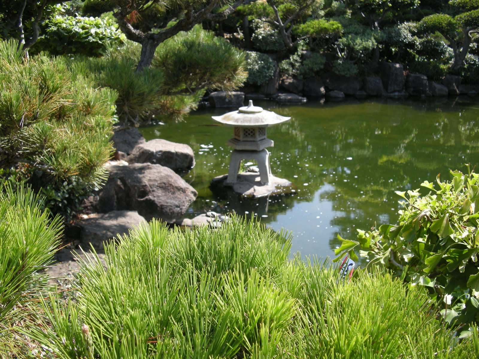 aquatic-plants-in-koi-ponds.jpg
