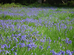 Bluebells at Rednal