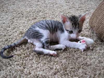 Healthy+kitten+poop