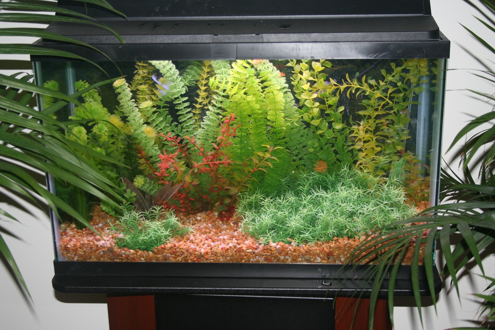 The Livebearer Colony Breeding Set Up