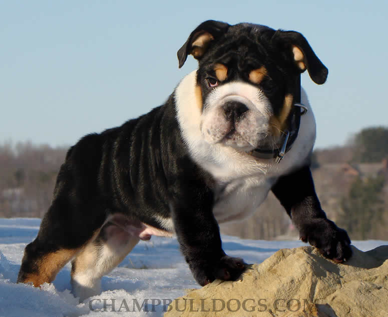 Black & White Bulldog