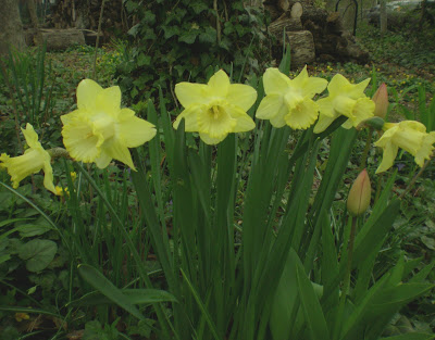 daffodils poem by william wordsworth. daffodils poem by william