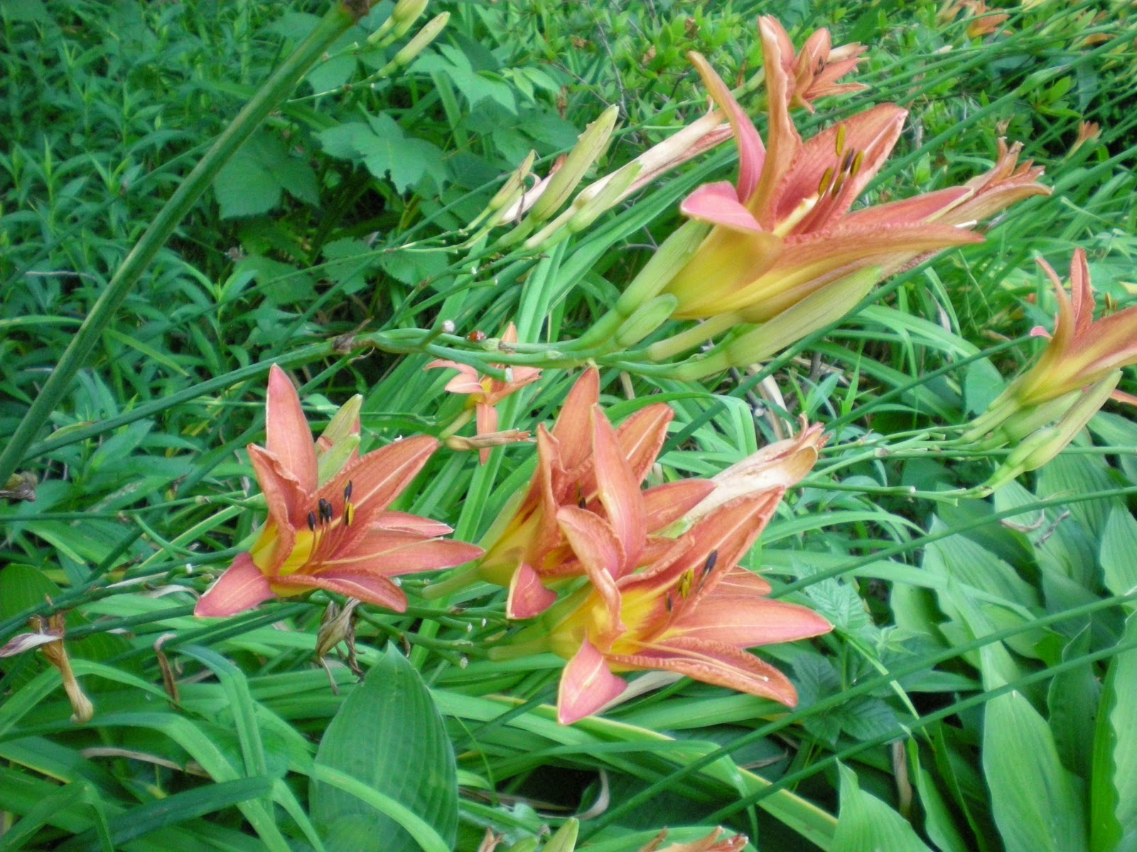day lilies images