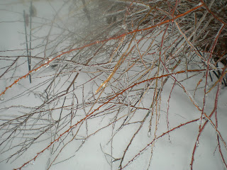 ice jarvis coated delicate branch every