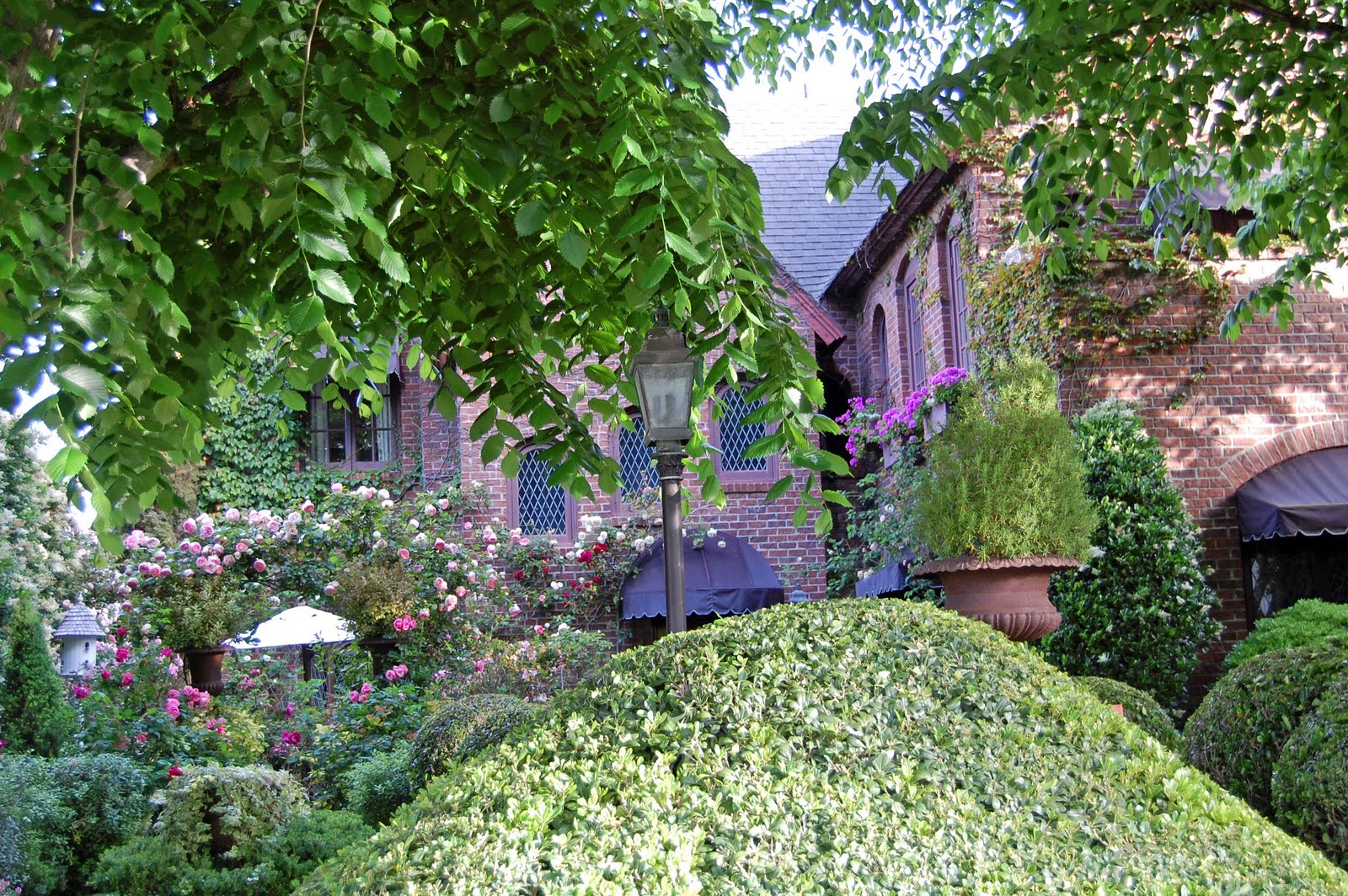 My Painted Garden Pink Roses and a Little Cottage